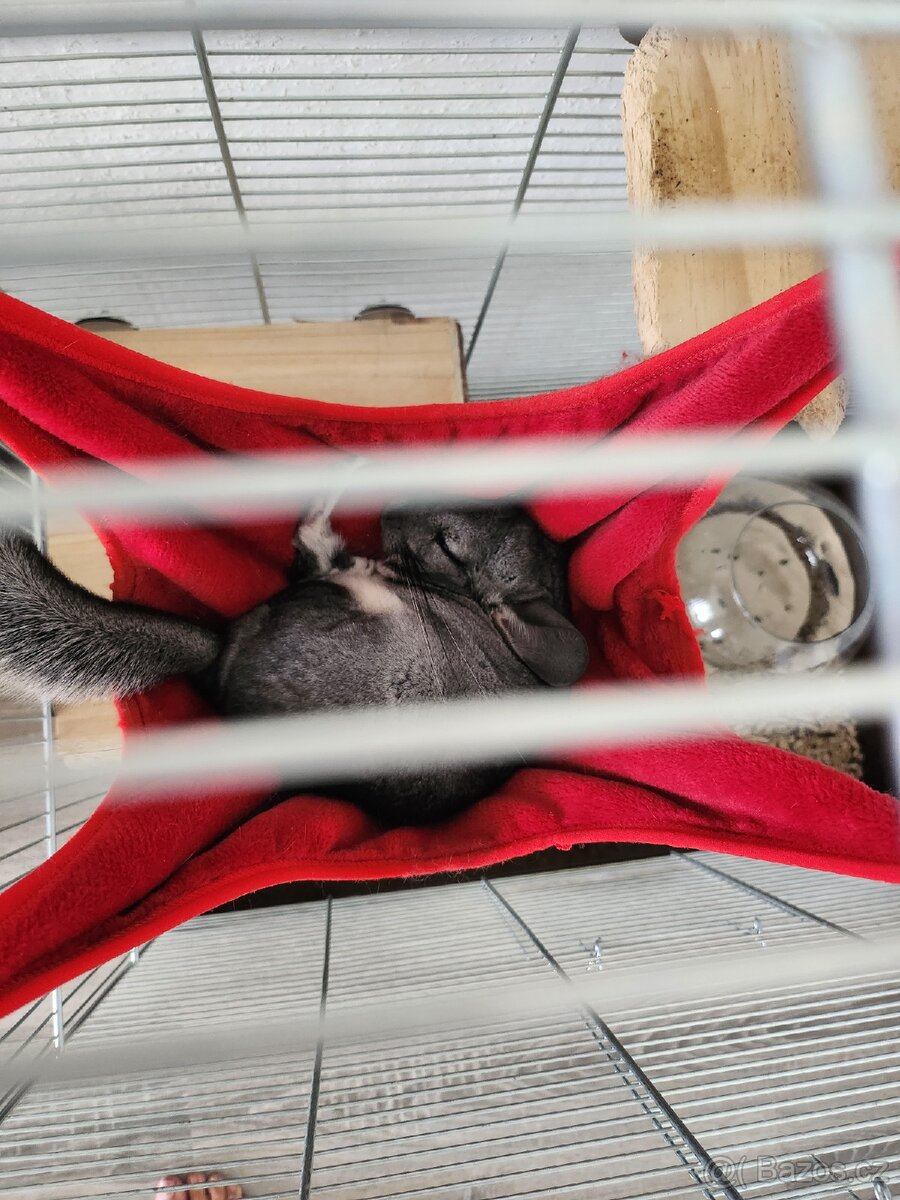 Činčila 1.5 roku - 3