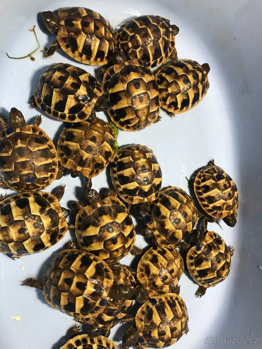 želva zelenavá, suchozemská želva - 3