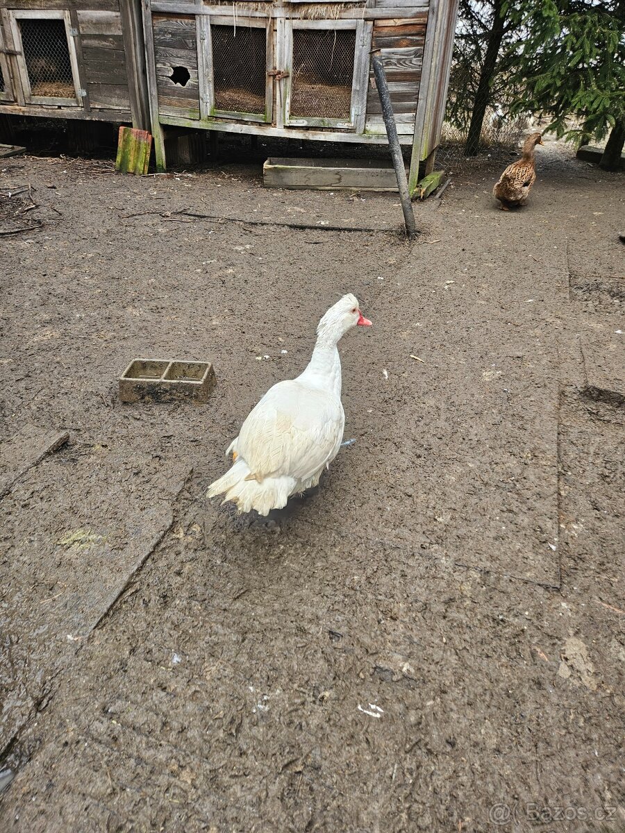 Kachny pižmové - 3