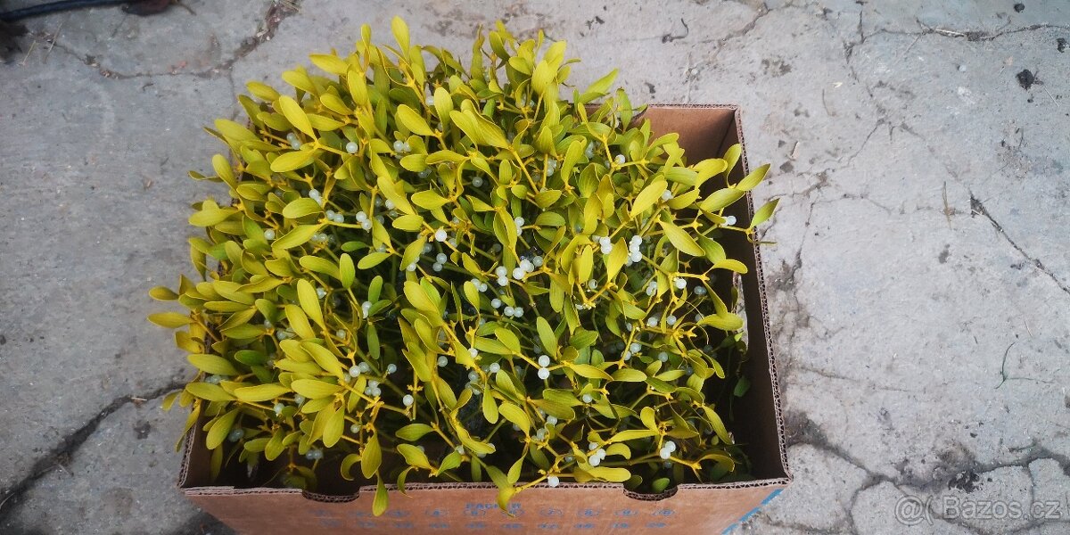 Chvojí, jmelí, větvičky na vánoční dekorace - 3