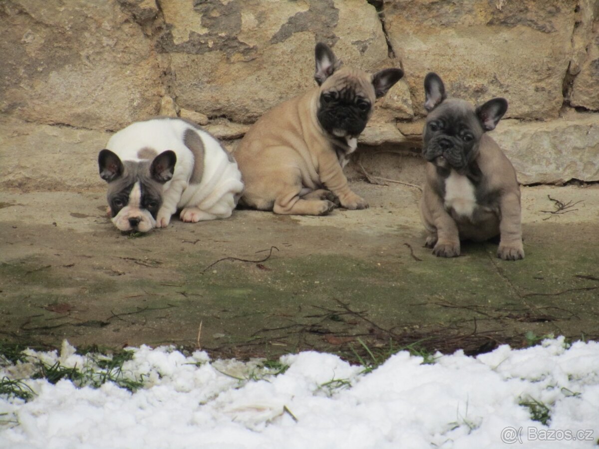 Francouzský buldoček bez PP - 3