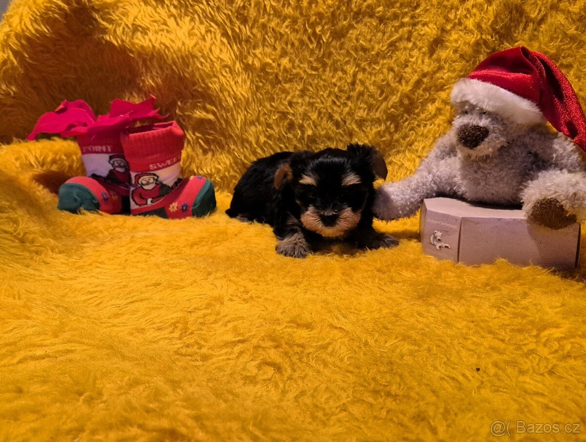 Jorkšírský teriér biewer bez pp - 3