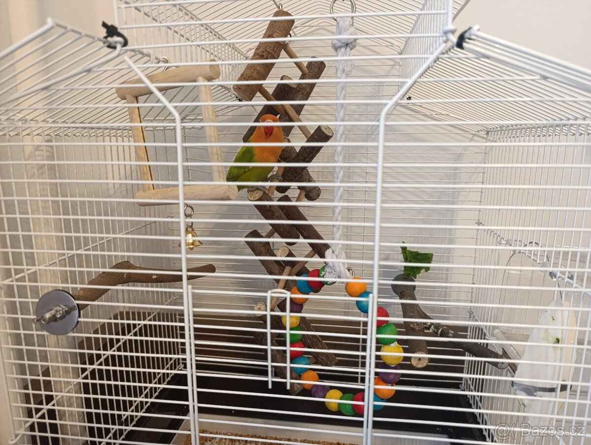 Agapornis-papoušek Fischerův vč.vybavení - 3
