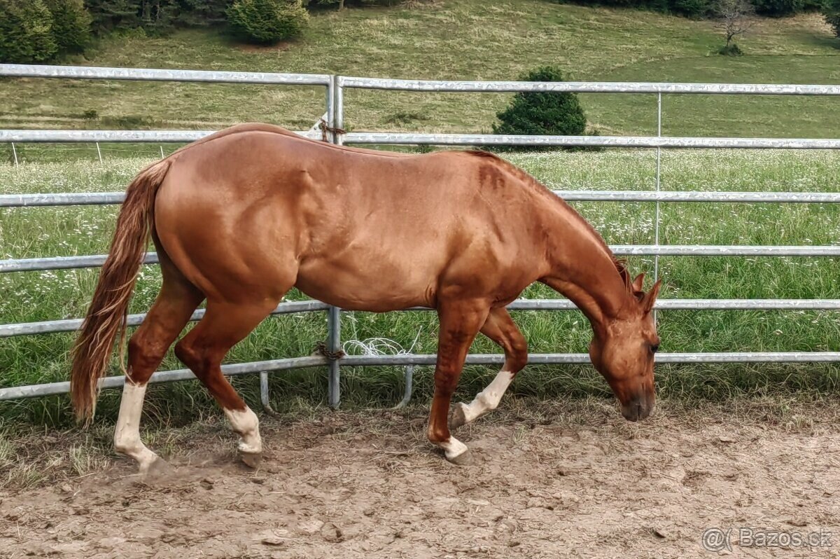 Mladý žrebec QH - 3