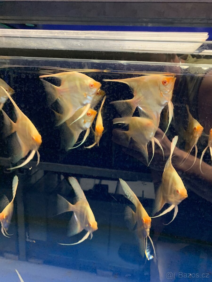 Skalar Albin - original - 3