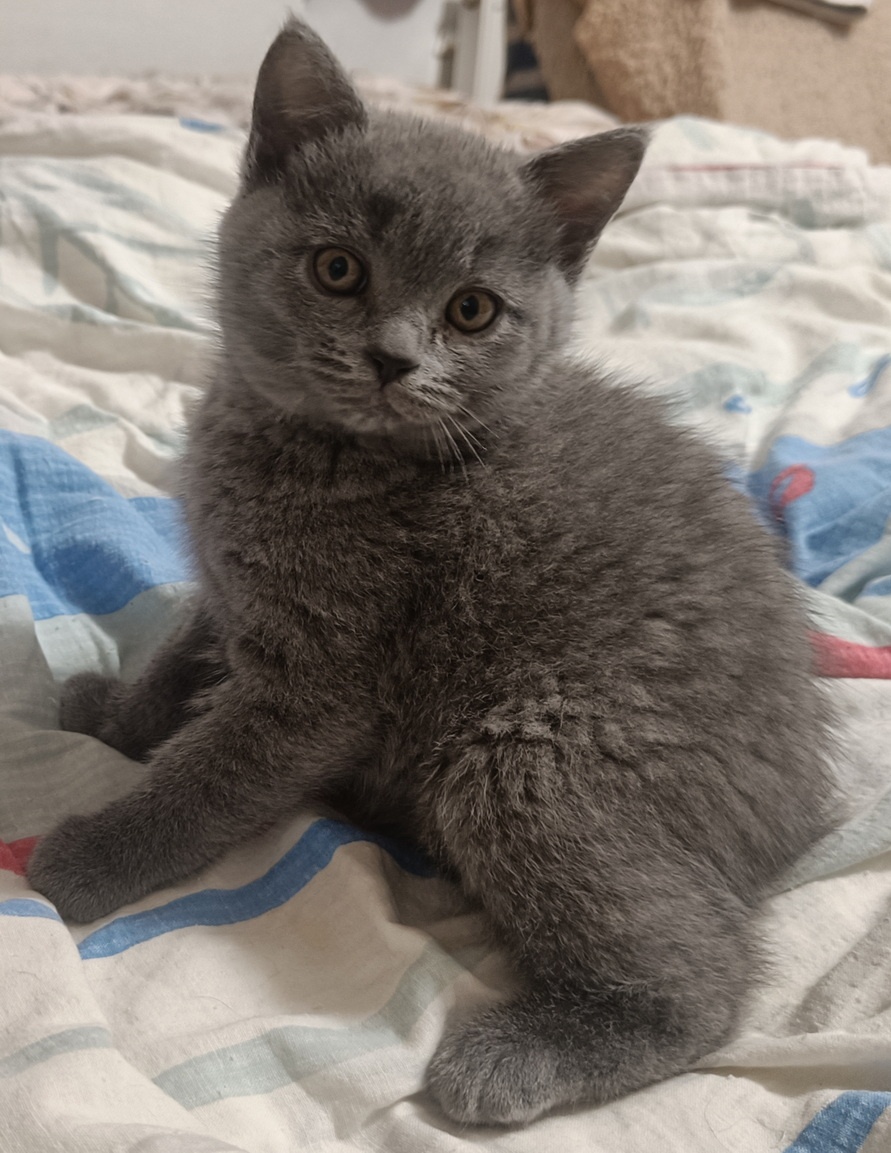 Britská koťata - 3