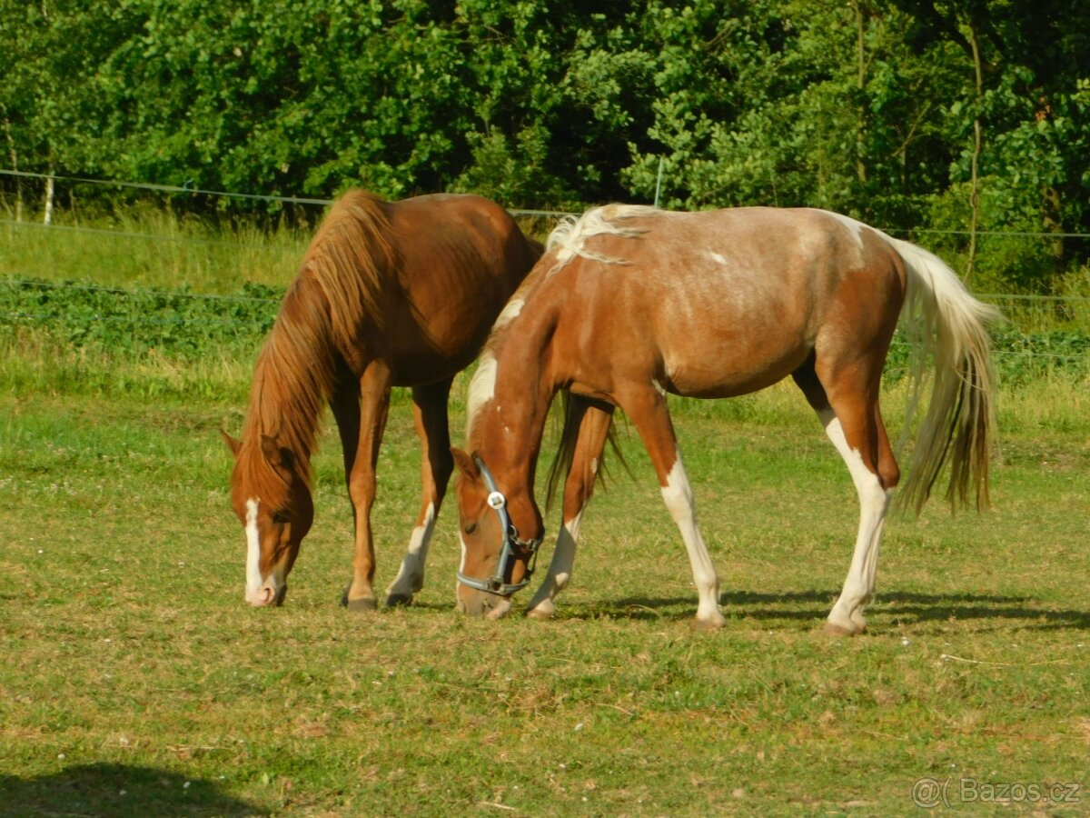 dvouletý pony - 3