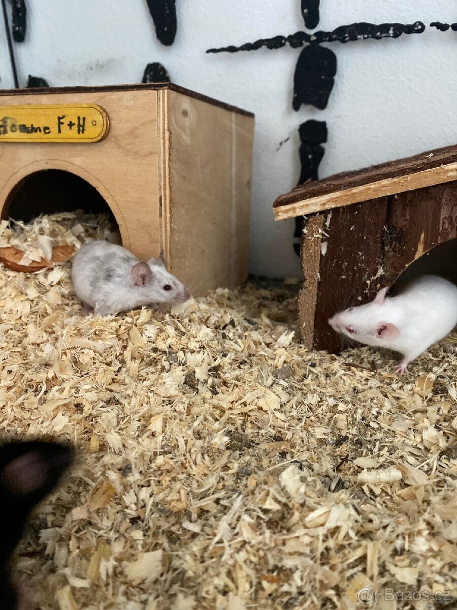 Myšky - 3