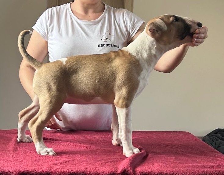 Bullterrier s PP, bullterier, bulterier - 3