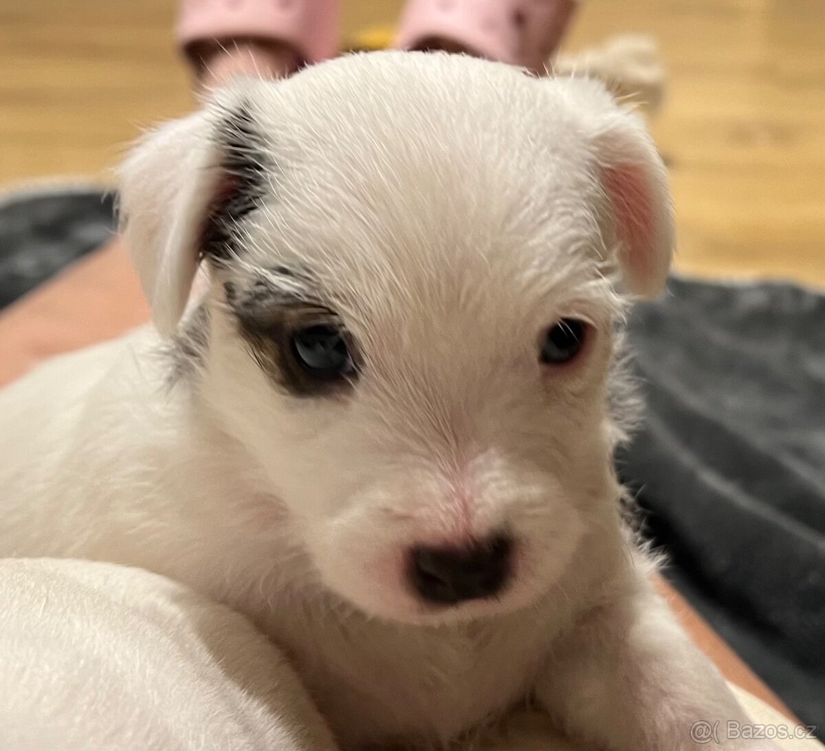 Štěně Parson russel teriér bez pp - 3