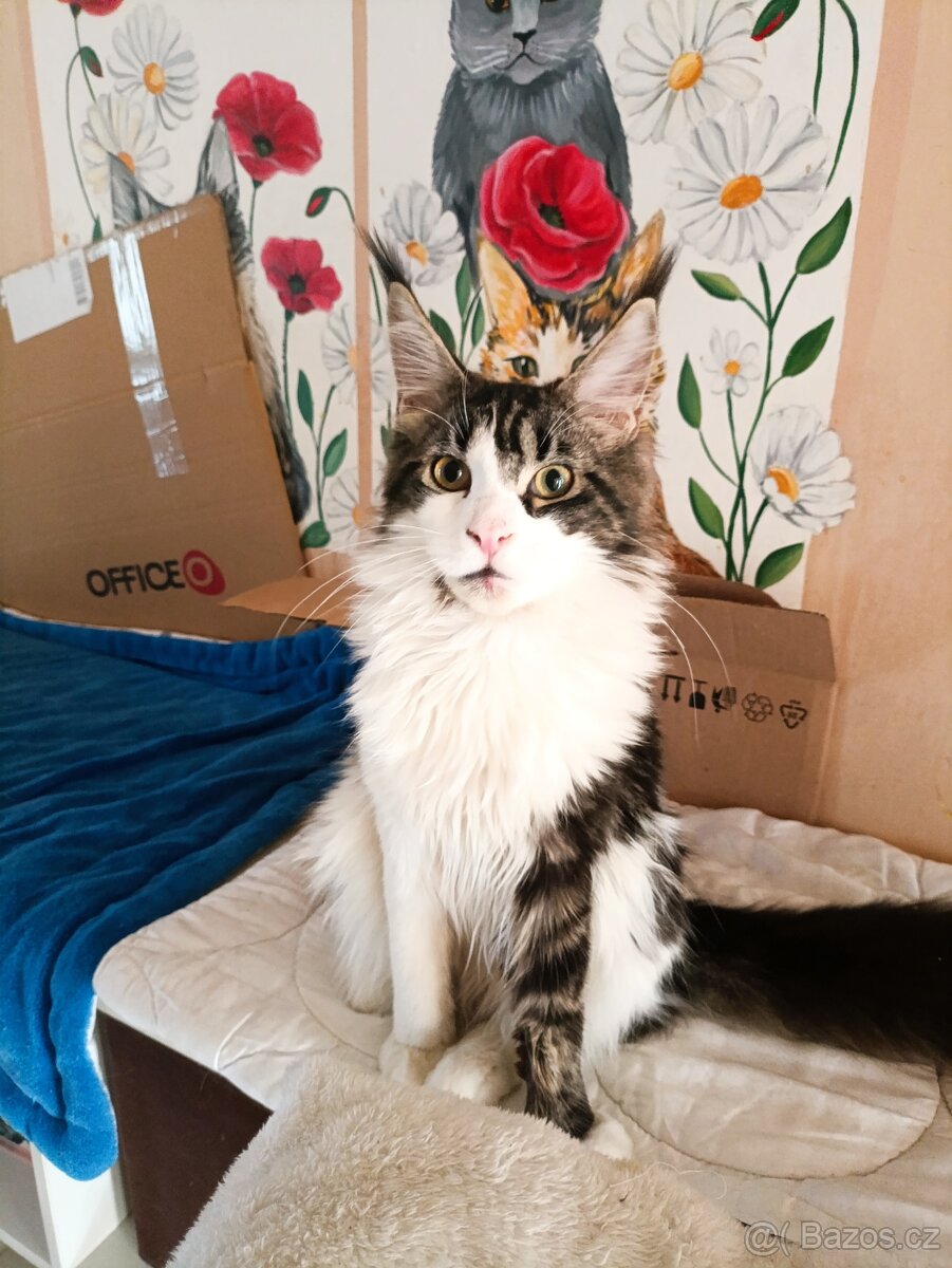 Mainsky mývalí - 3