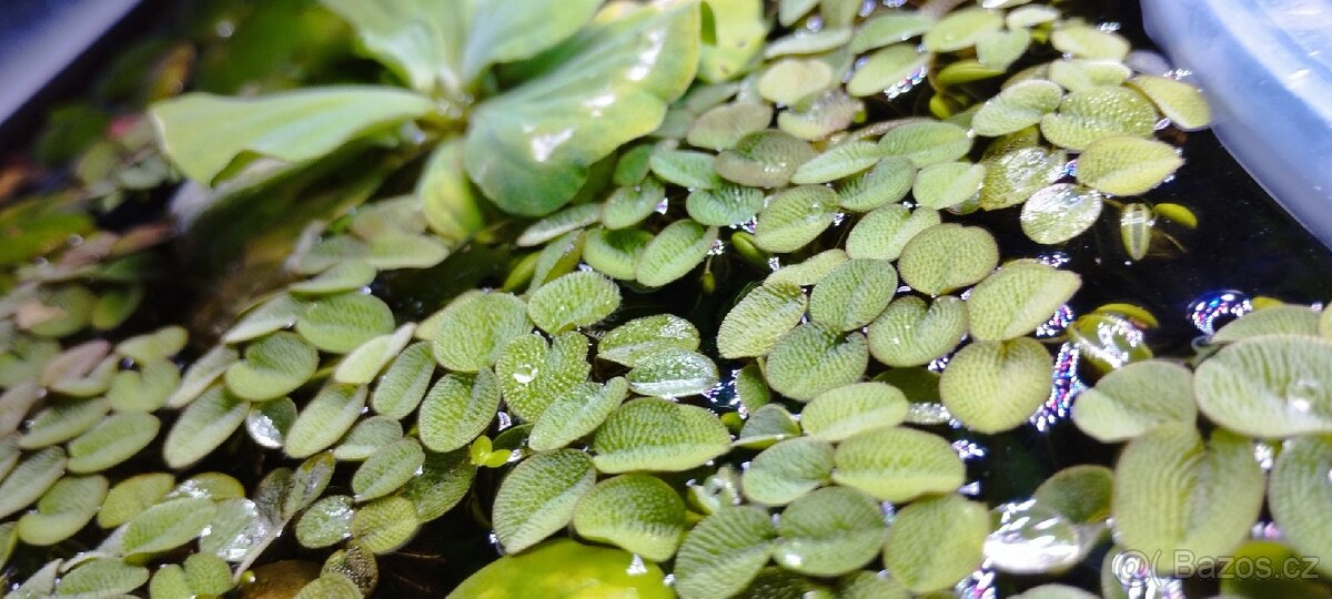 akvarijní rostliny - 3