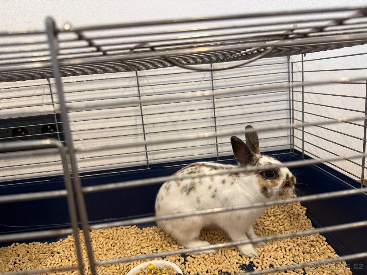 Zakrslý Králíček - 3