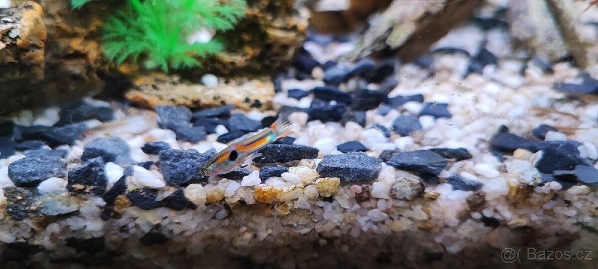 Živorodka Wingeova - 3