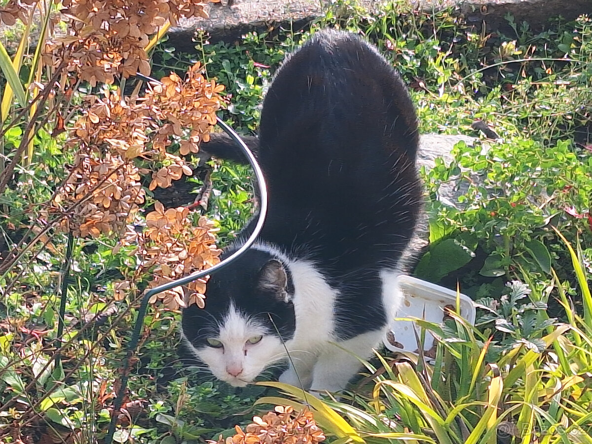 Kočička Nažka - černobílé mazlivé klubíčko - 3