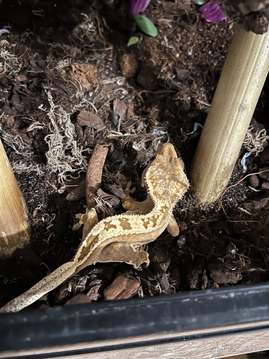 Terarium Reptiplanet 60x45x60 - 3