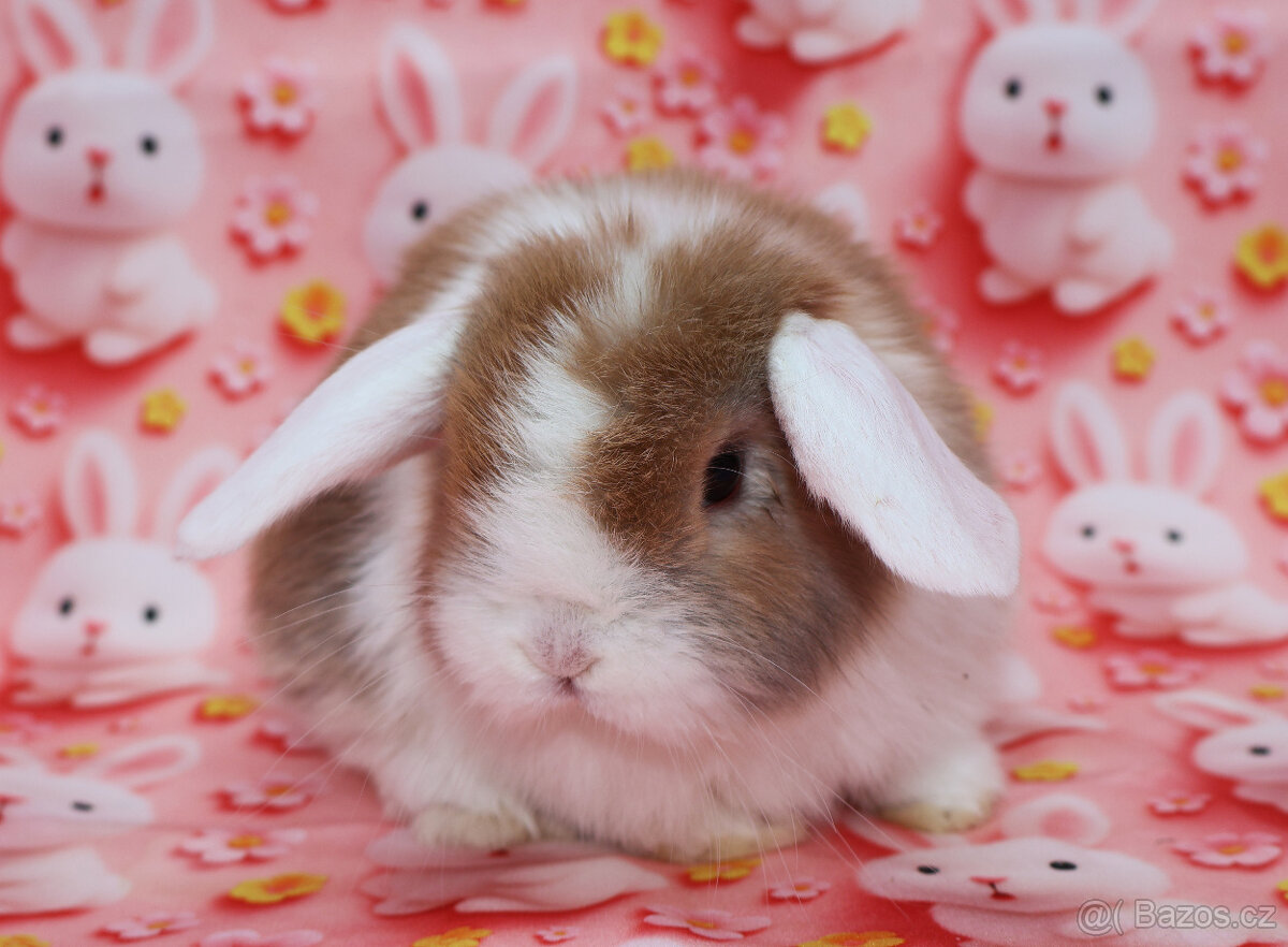 WO Zakrslý beránek s VP . Samička . - 3