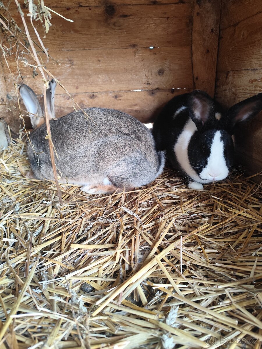 Samice králíka - 3