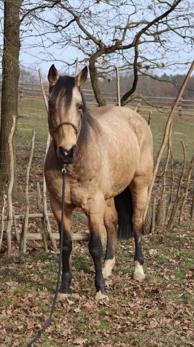 Appaloosa valach - 3