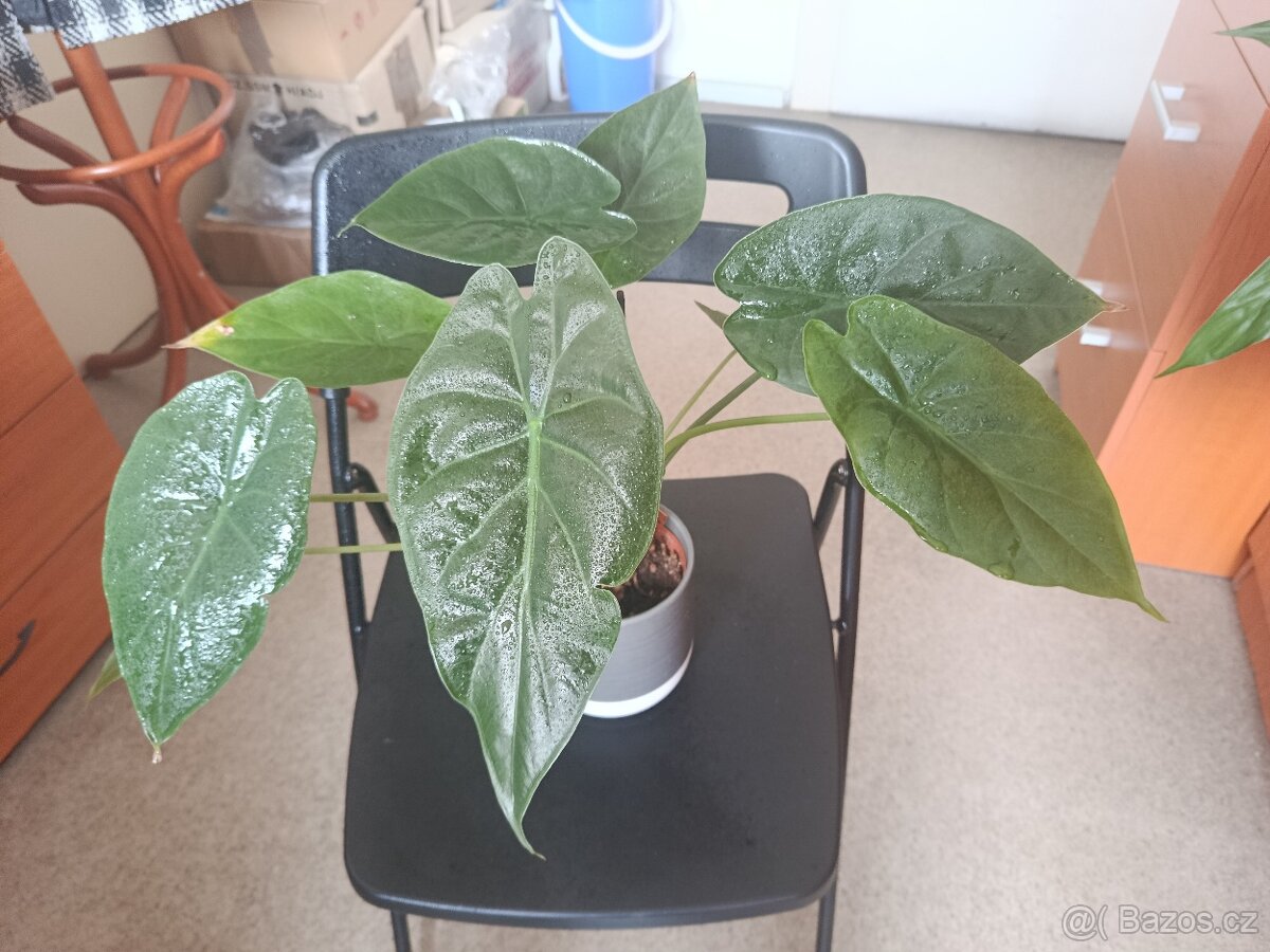 Alocasia wentii - 3