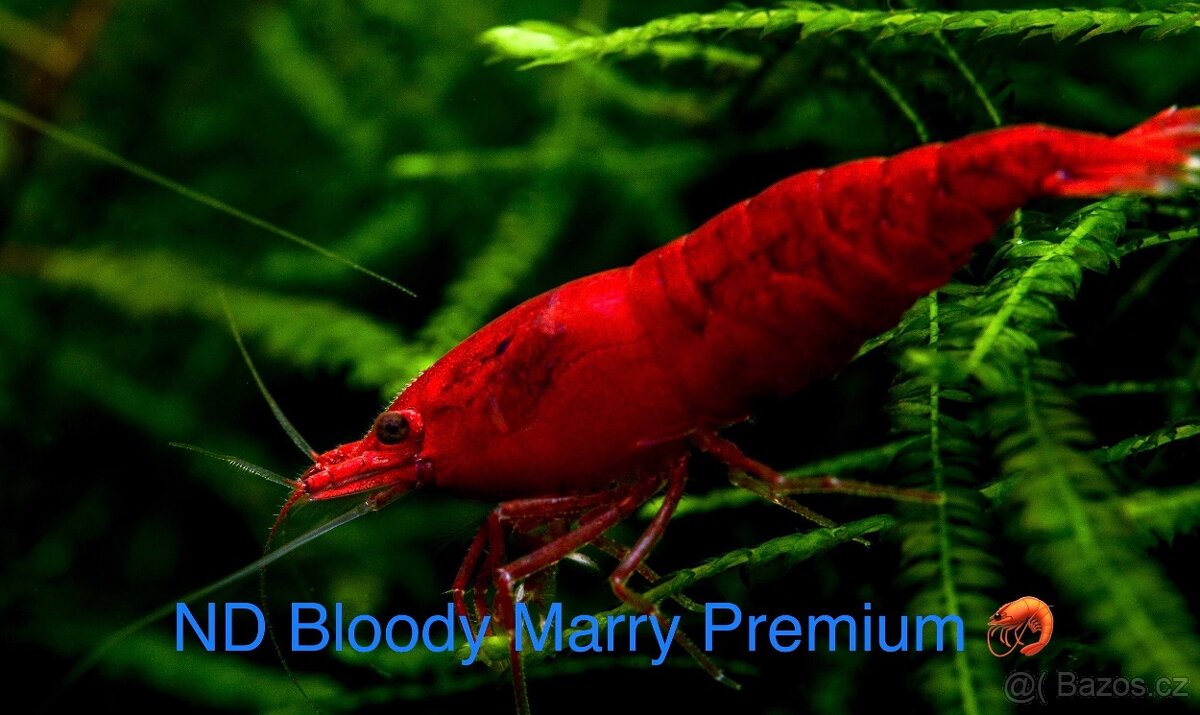 PREMIUM Akva Krevetky a Mini Raciky - 3