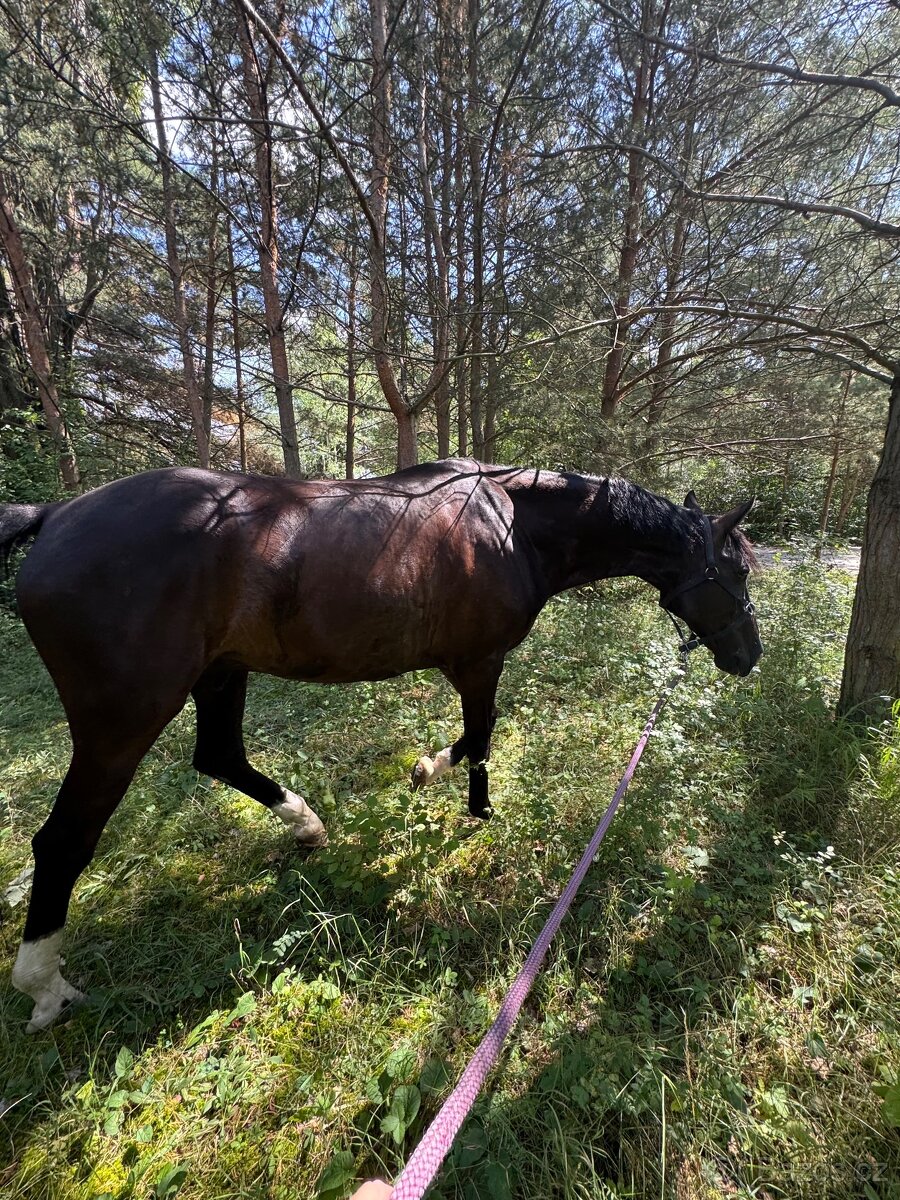 Zatím půlpronajem koně - 3