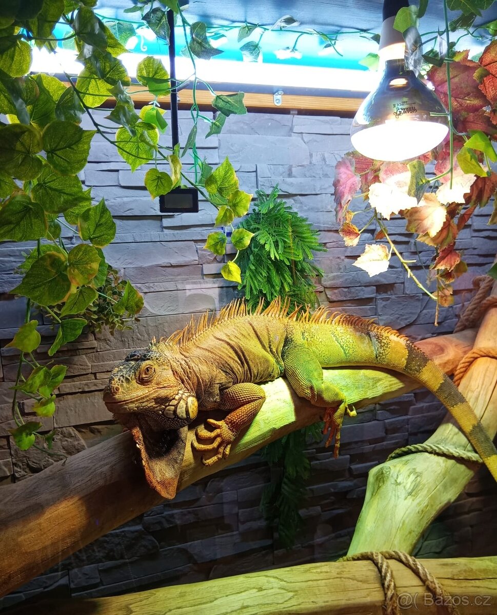 1,2 leguán zelený - 3