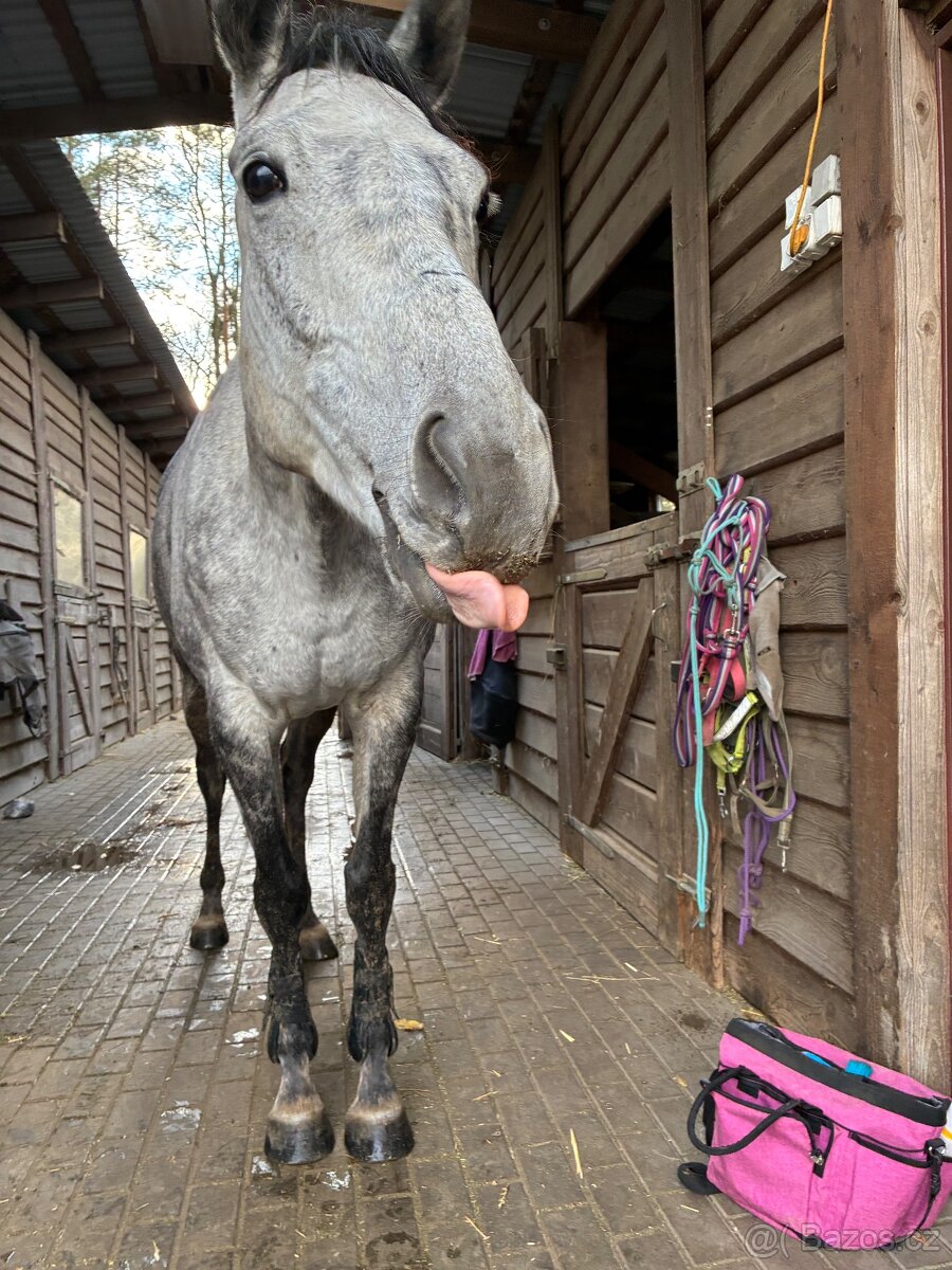 Prodám A1/1 valacha - 3