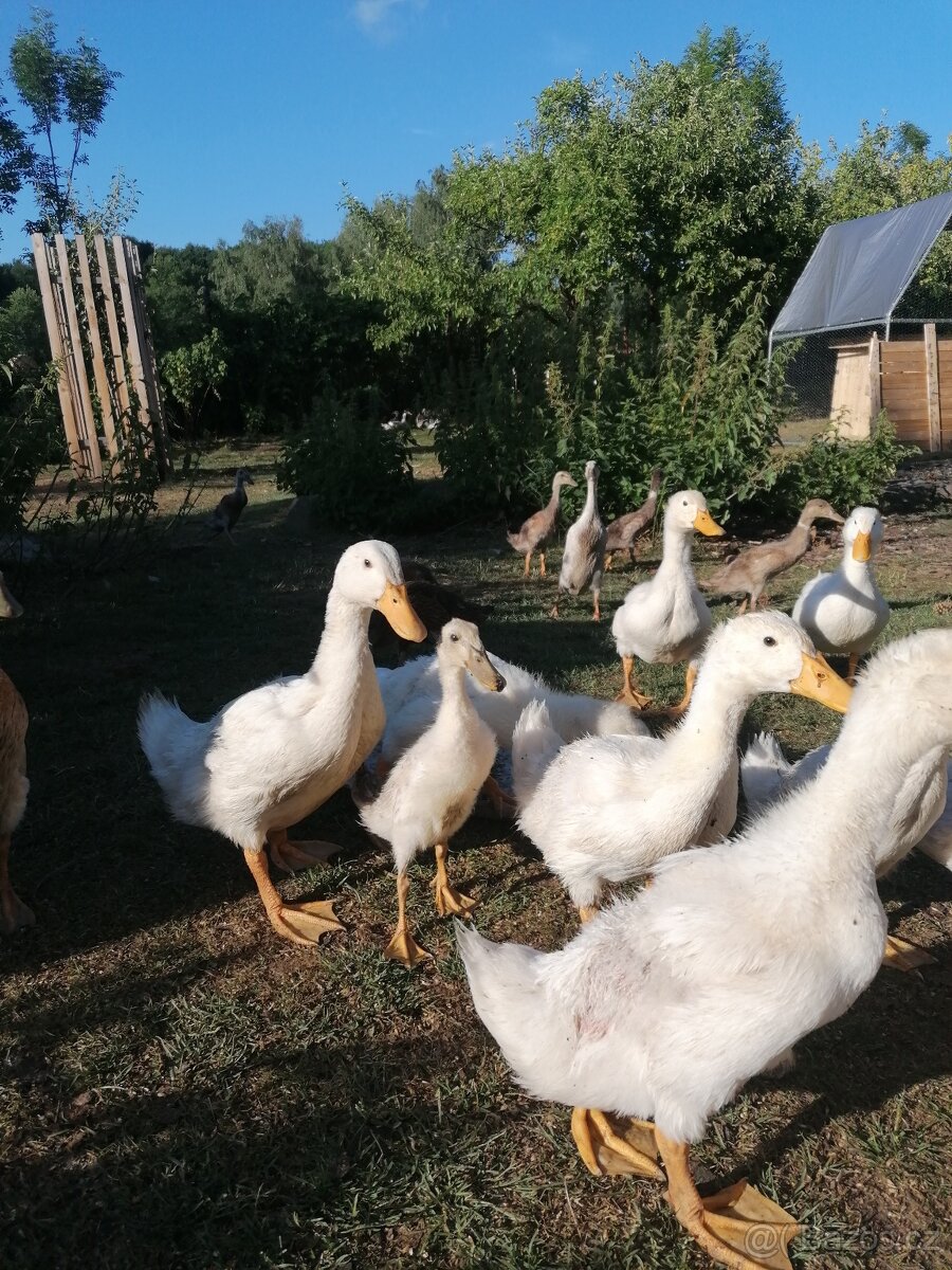 Pekingská kachna - 3