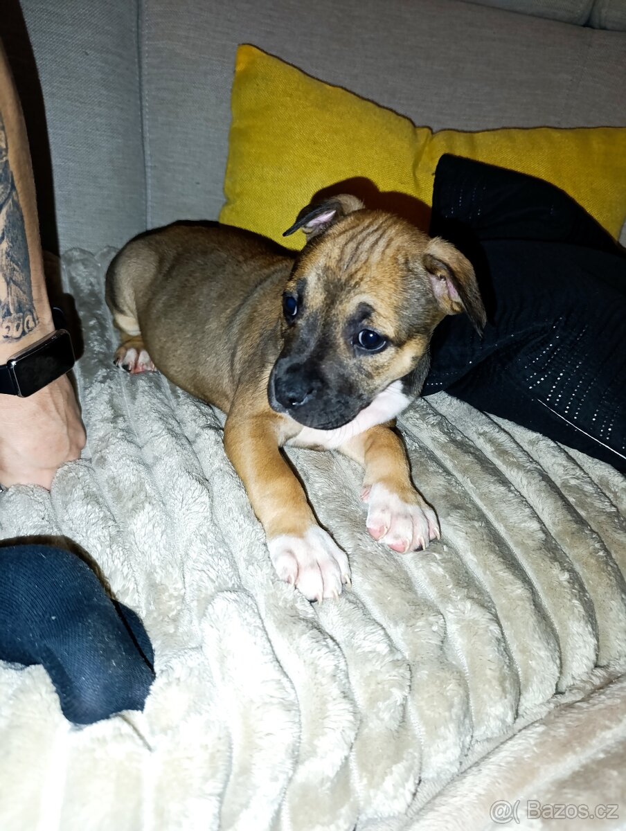 🐾 Americký stafordšírský teriér - 3