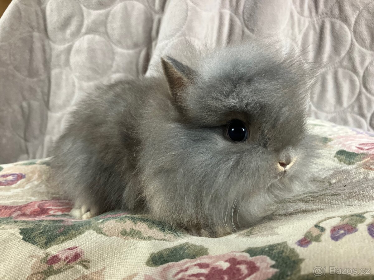 Zakrslý králík Teddy, lvíček i krátkosrstý - 3