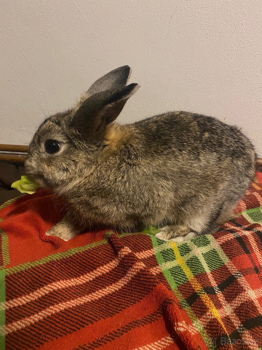 Zakrslý králík - 3