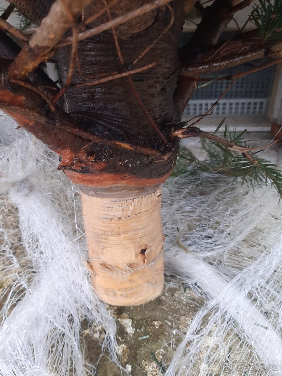 jedle normandská, vánoční stromek, stromeček, žívý, chvojí - 3