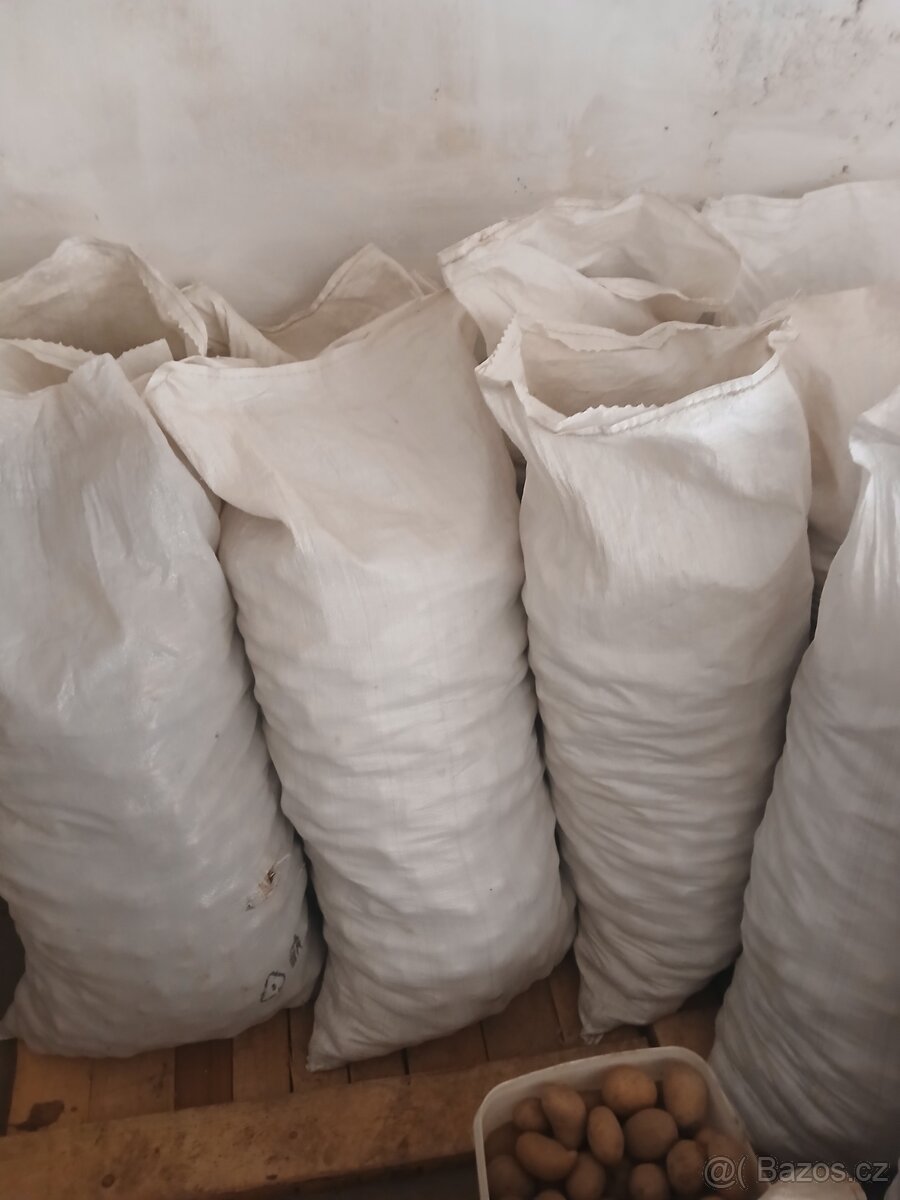 Brambory sadba Antonie - 3