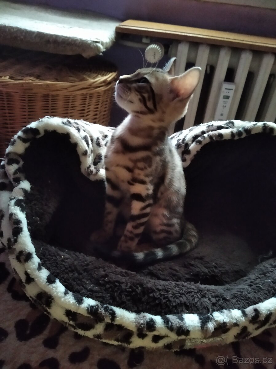 Bengálské koťátka s PP - 3