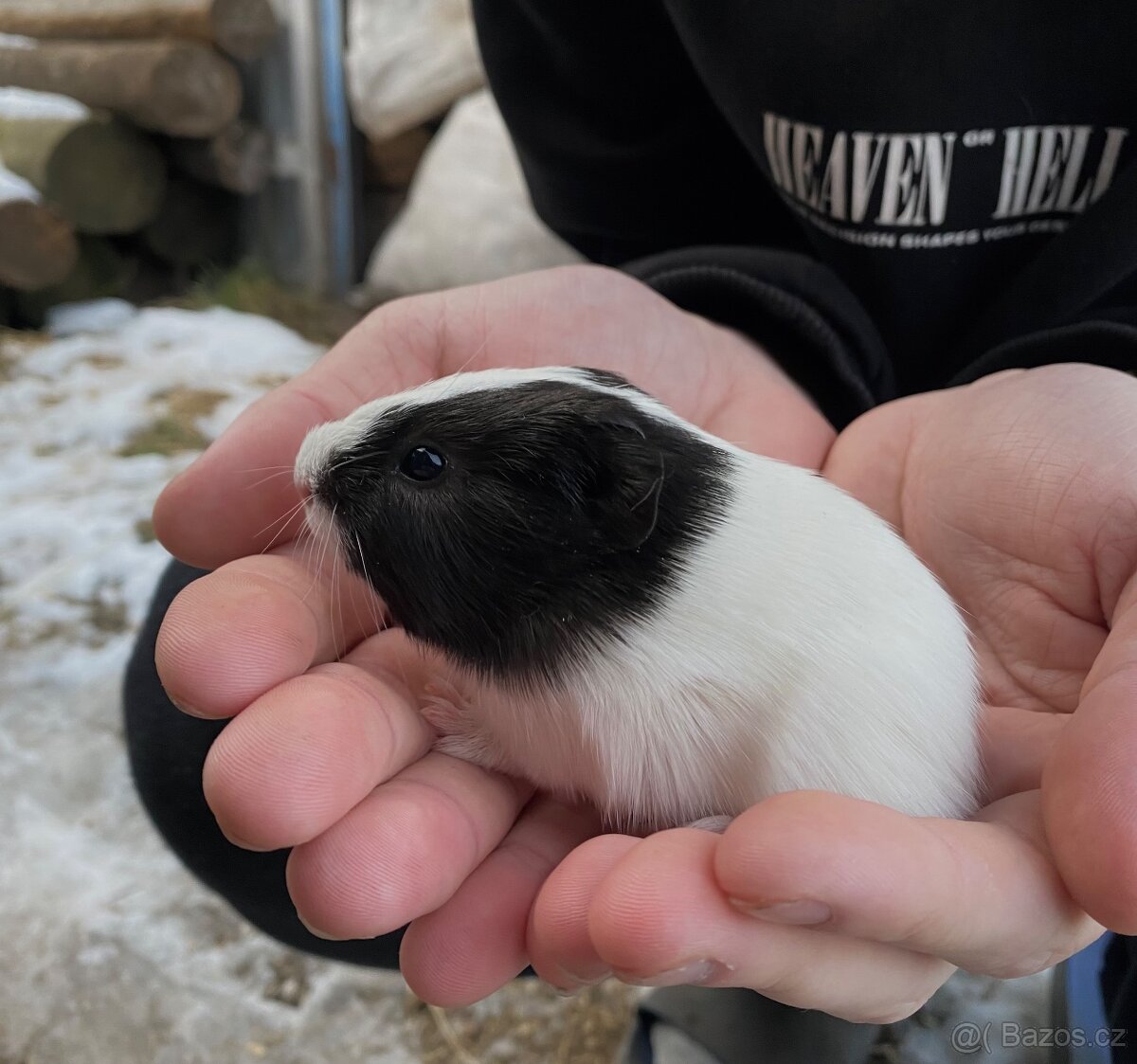 Morče - sameček,samička - 3