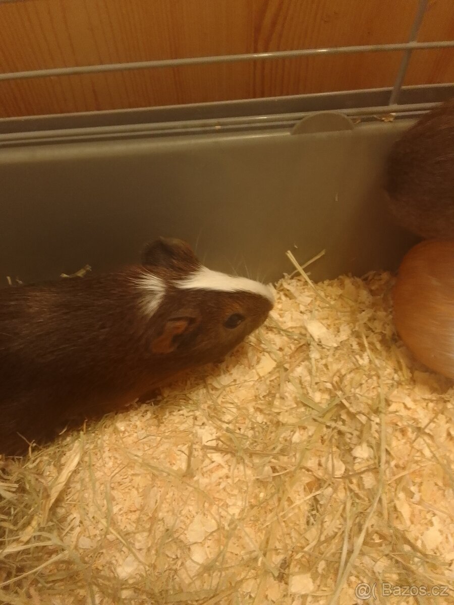 nádherná morčata - 3