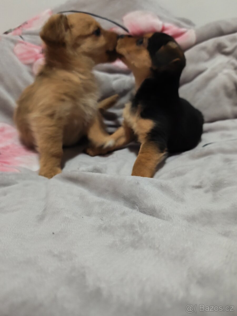 Jorkšírský teriér x pinč - 3