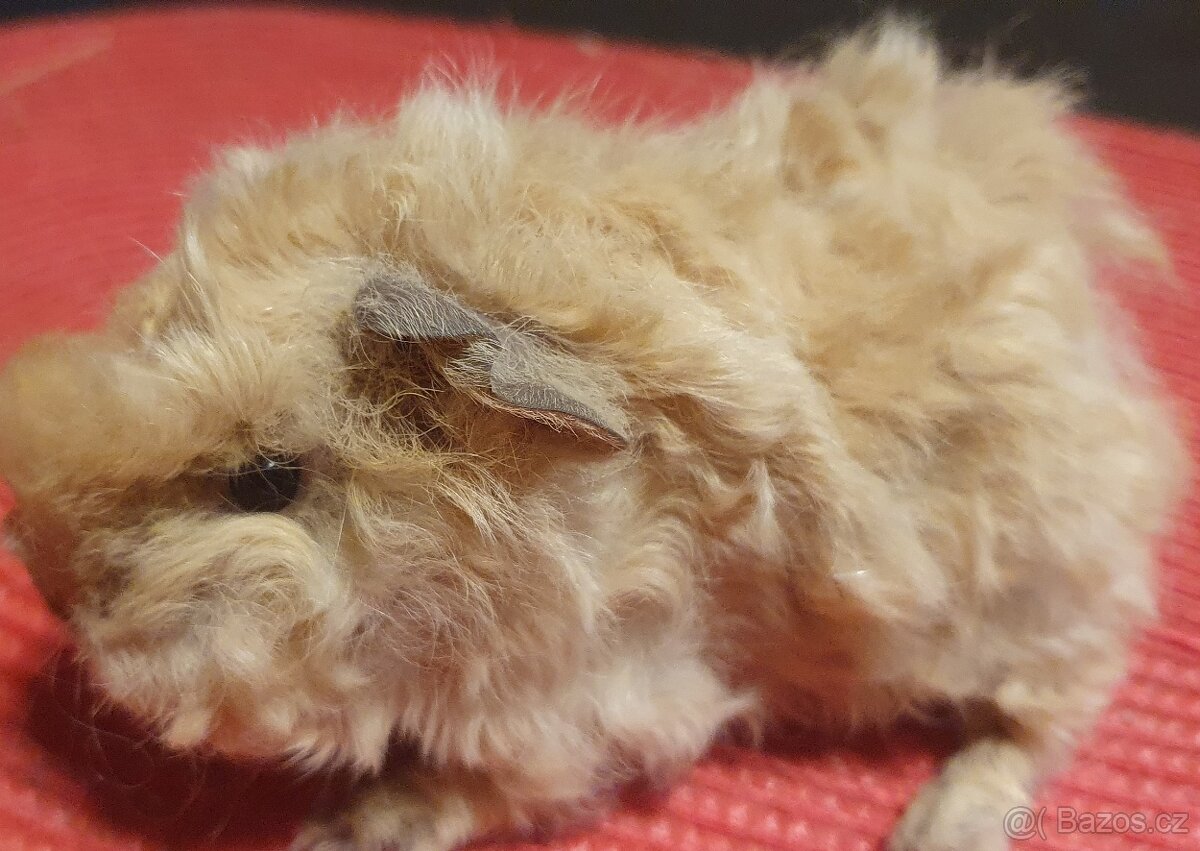 Prodám dlouhosrstá morčata lunkarye - 3