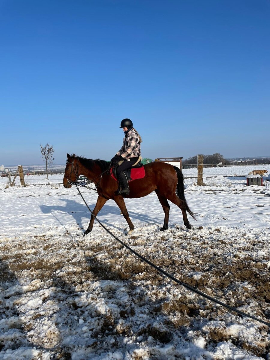 Čtyřletý valach A1/1 - 3