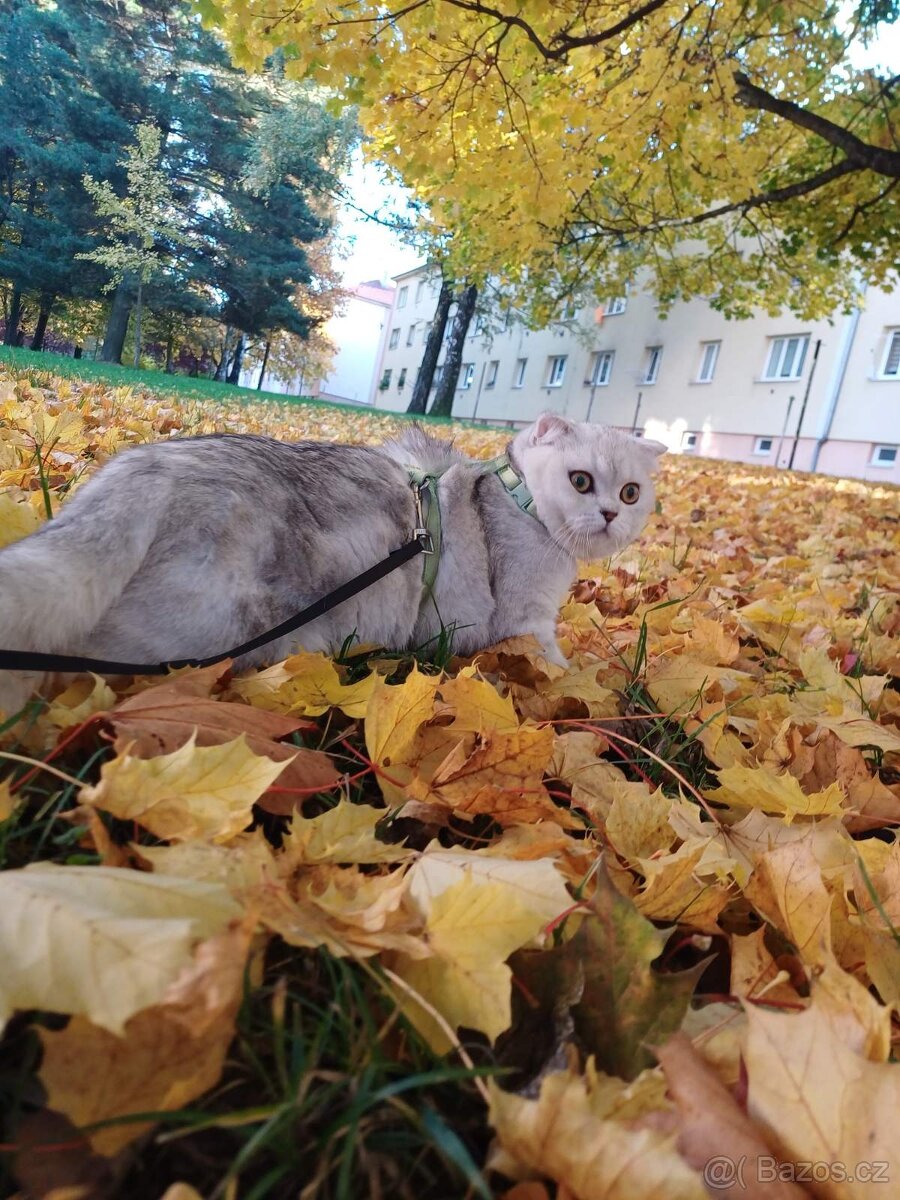 Skotská klapoucha - 3