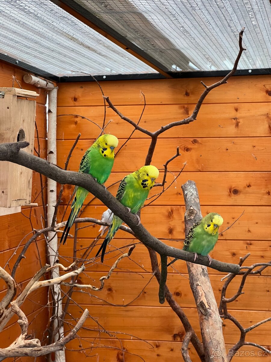 Andulka Vlnkovaná - 3