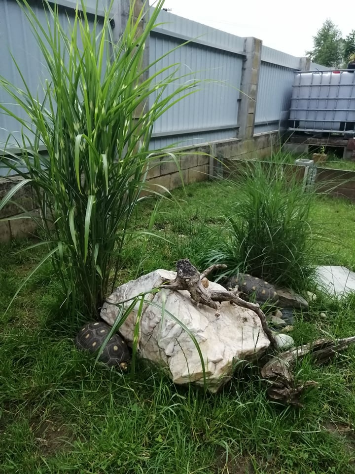 Chovné želvy uhlířské - 3