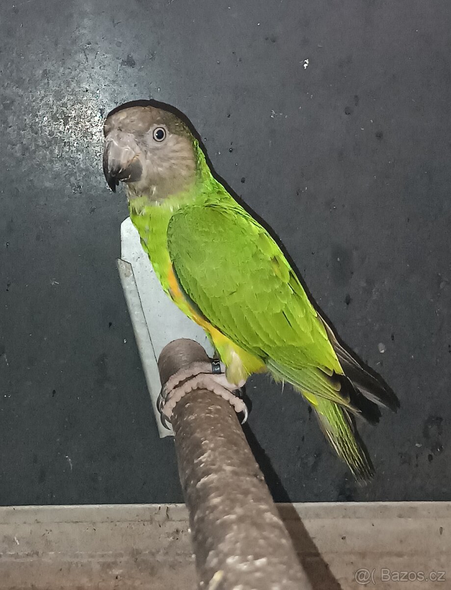 Papoušek senegalský - 3