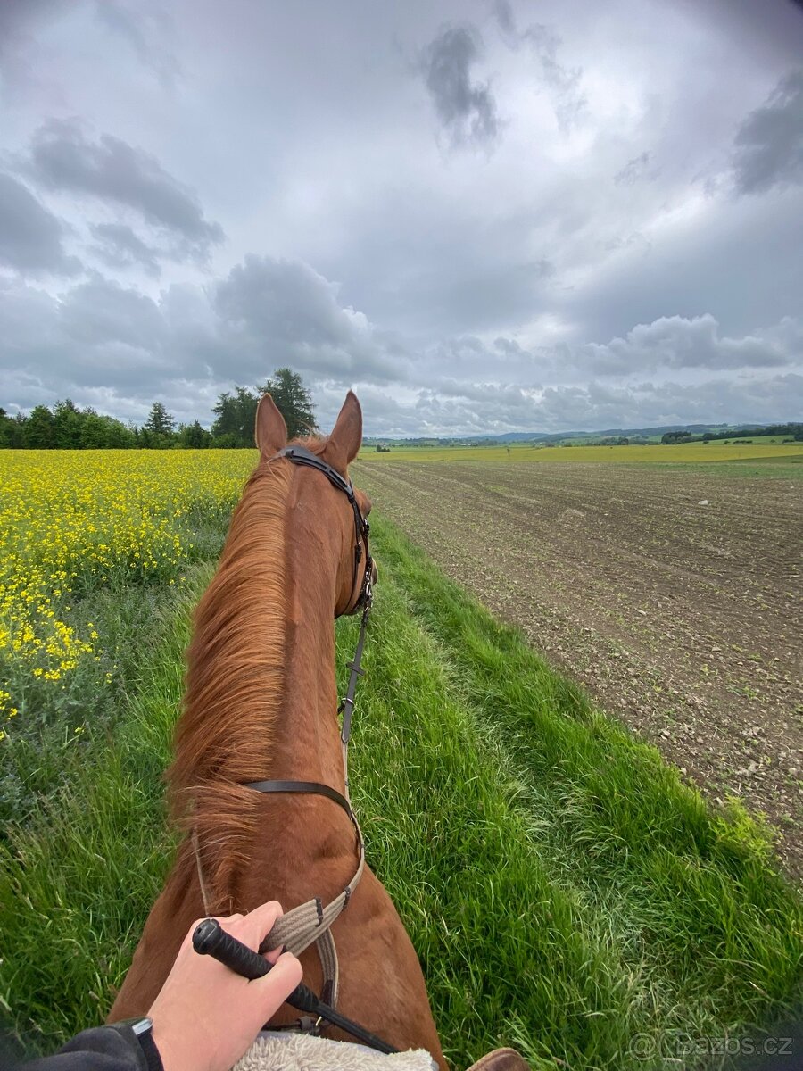 Pronájem hodného valacha ČT - 3