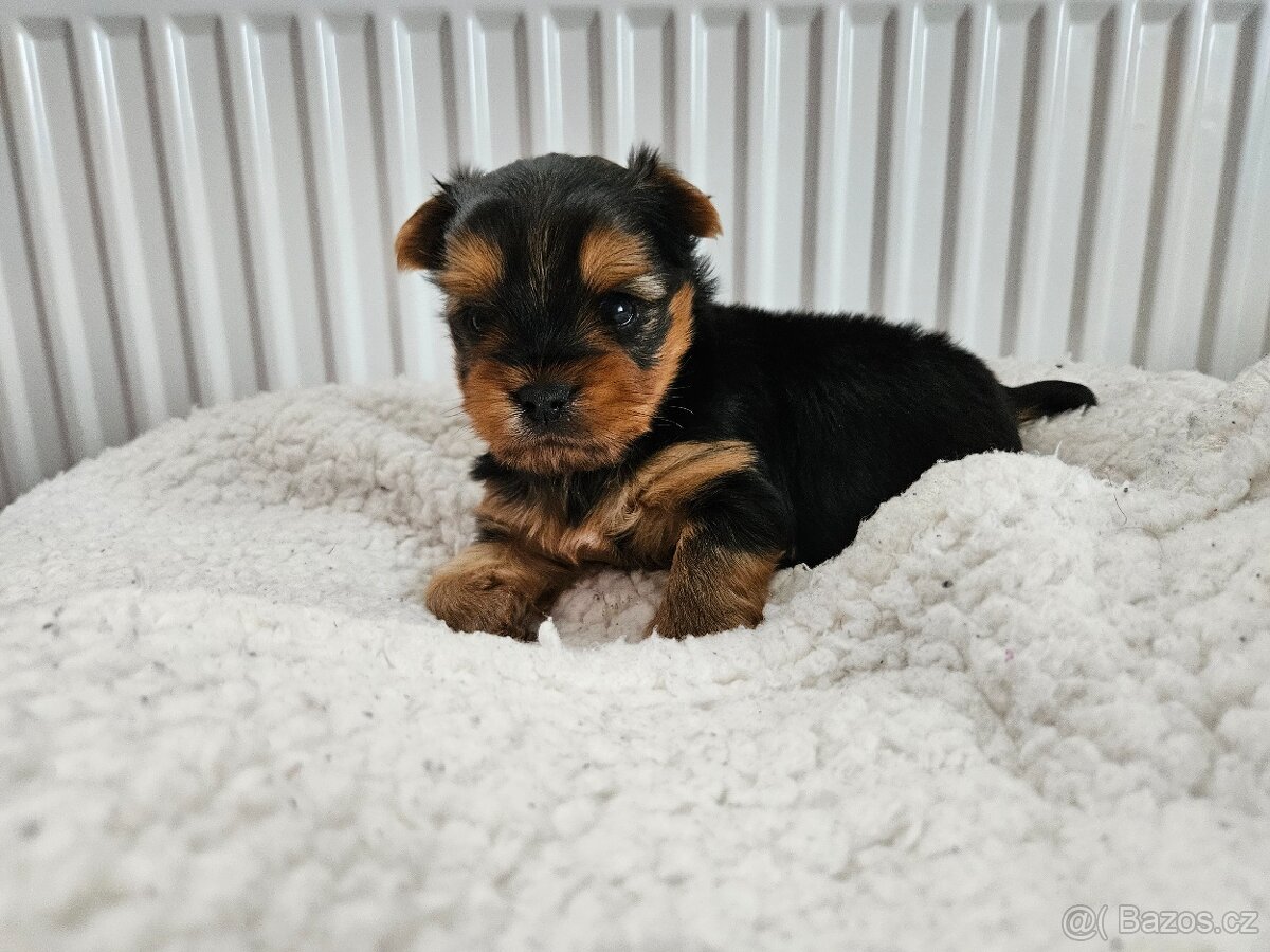 Yorkšírský teriér - 3