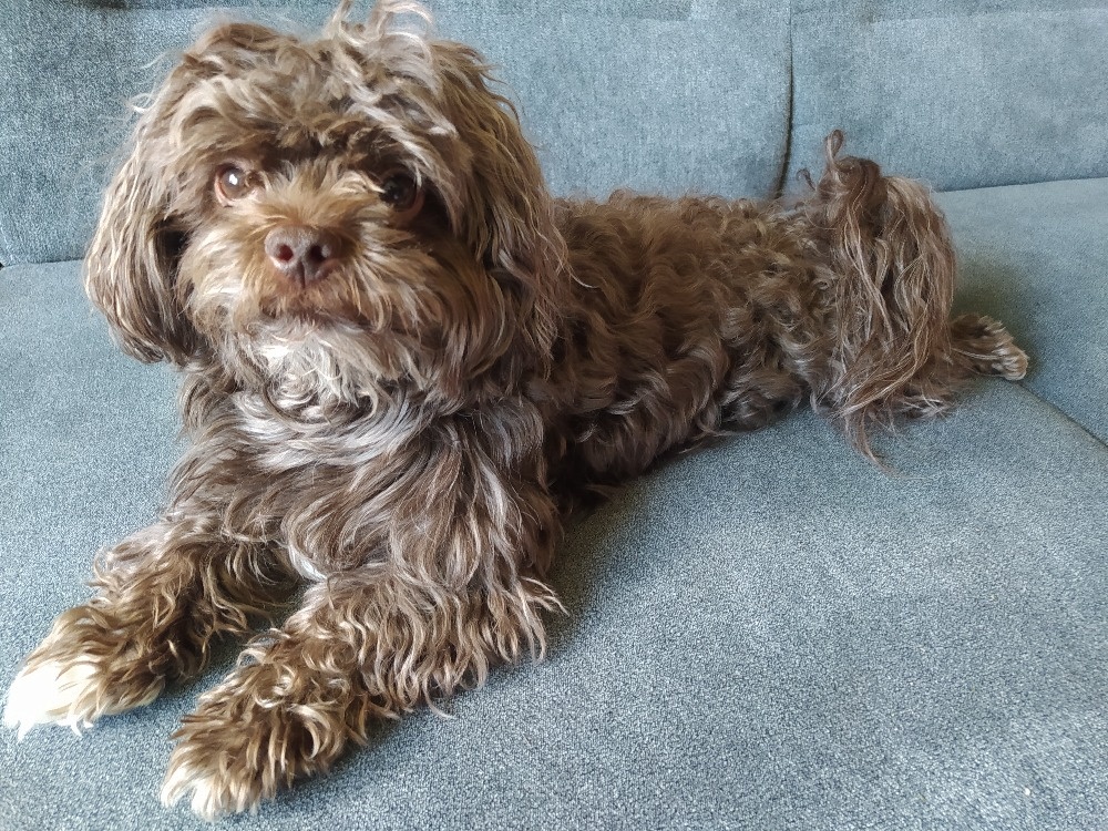 Ruská barevná bolonka - zkušený malý pejsek ke krytí - 3