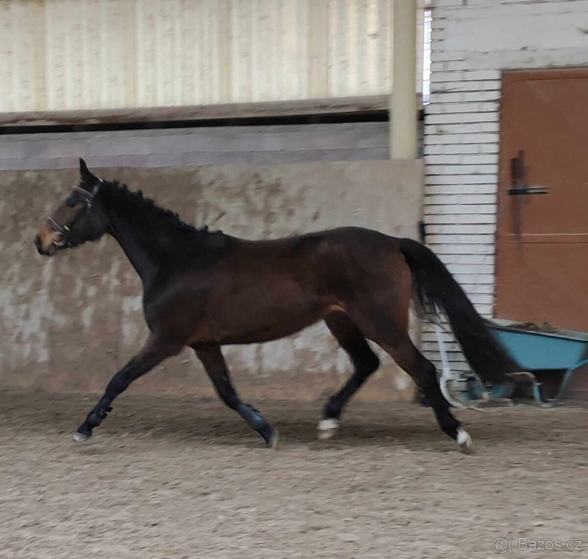 Kvalitní klisna pro chov - 3