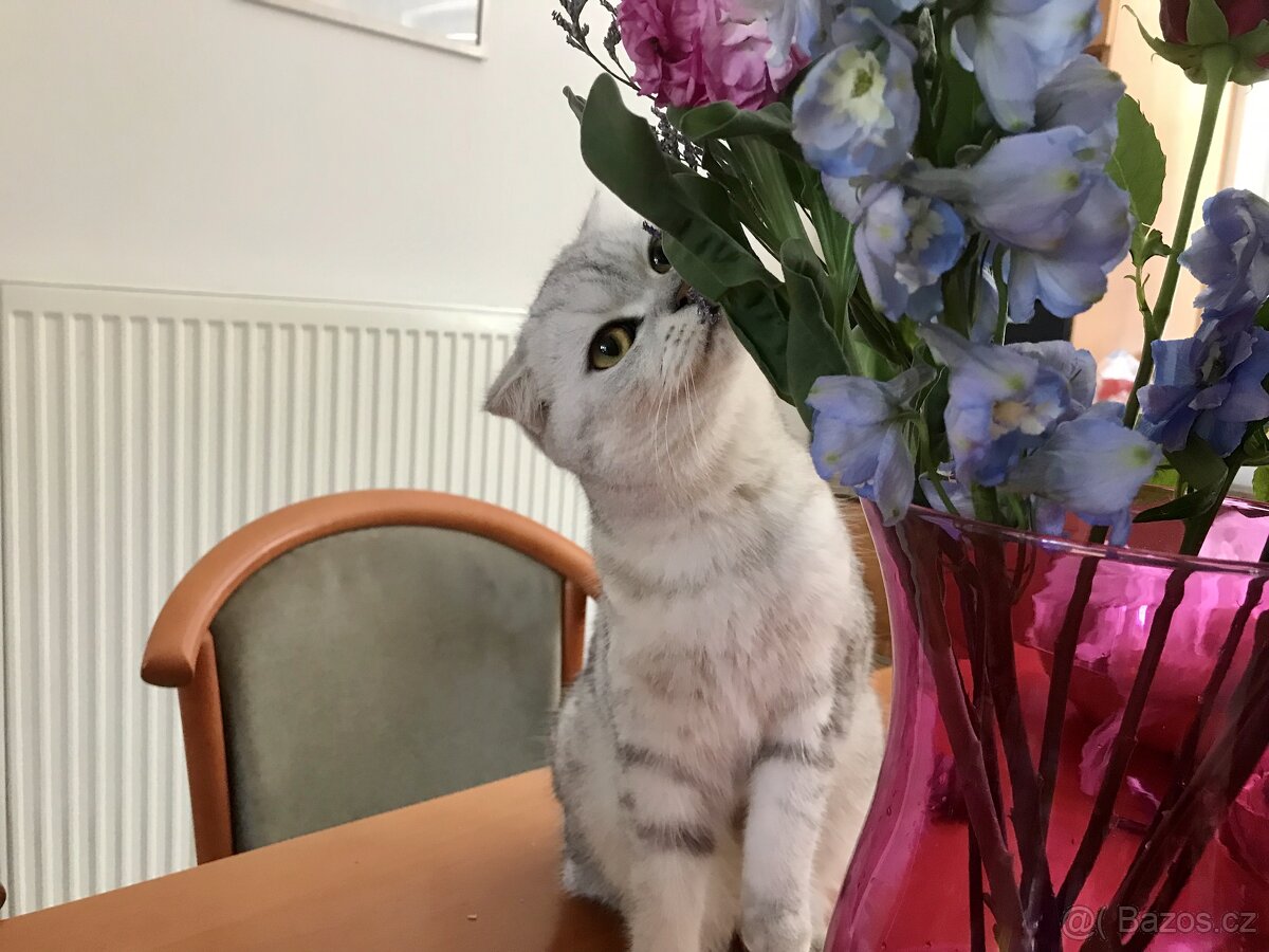 Předrezervace stříbrných koťátek – Scottish Fold / Straight - 3