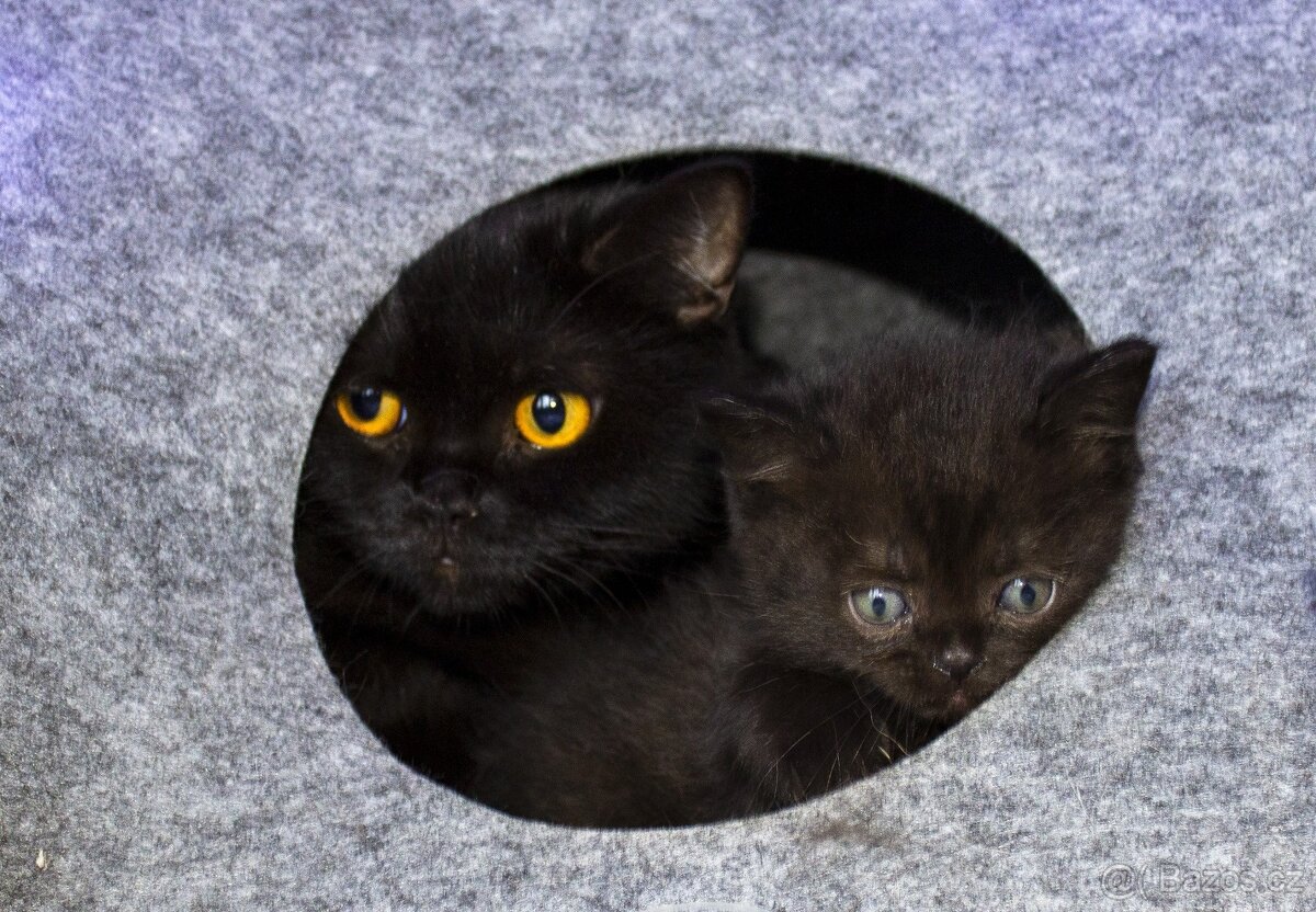 Britská koťátka - 3